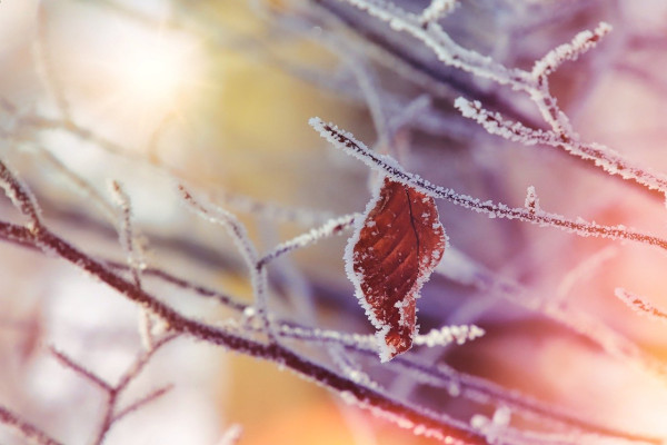 winter tree